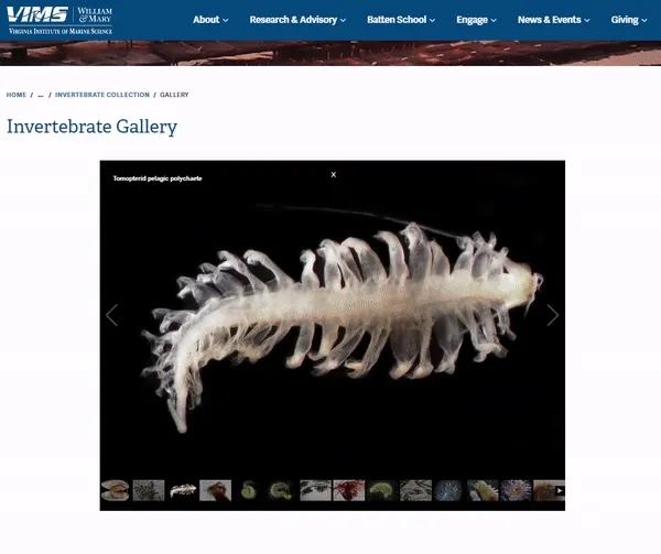 A screen recording of the invertebrate gallery page showing a few different specimens.
