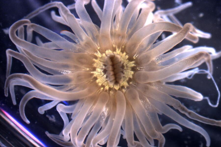 A close up of a Ghost anemone (Diadumene leuolena)