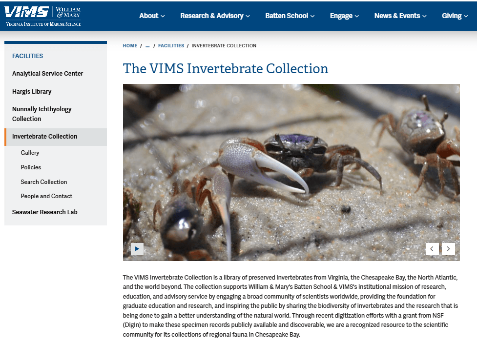 A screenshot of the new VIMS Invertebrate Collection web page, featuring a photo of sand fiddler crabs.